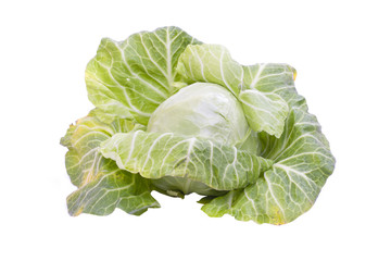 Green cabbage isolated on white background