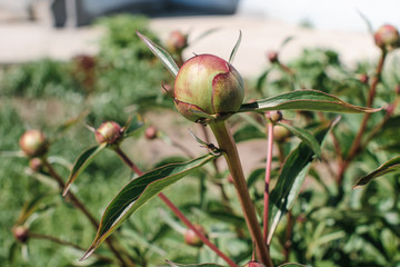 Detailed image of peony bud close up. Insects run on bud.