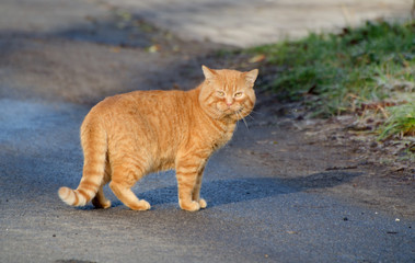 Naklejka premium red homeless cat on a street road