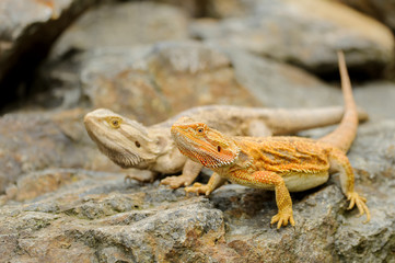 Two central bearded dragon on the stone. Australian lizard