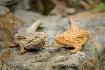 Two central bearded dragon on the stone in nature with bookeh background. Australian lizard