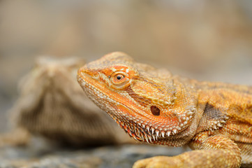 Central bearded dragon detail. Oragne dragon on stone