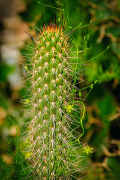 Green cactus. Succulent with liana. Close up