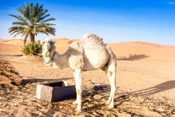 Merzouga in the Sahara Desert in Morocco