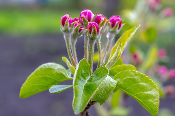 Frueh Jahr Bluete Apfel im Garten