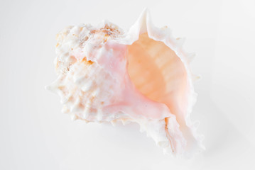 Fototapeta na wymiar A beautiful sea shell