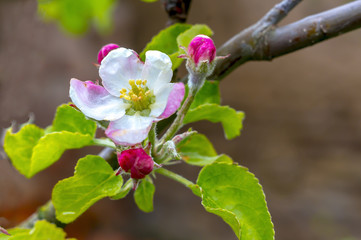 Frueh Jahr Bluete Apfel im Garten