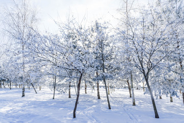 Fototapeta na wymiar Winter landscape in the Park