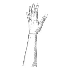 Hand drawn hand. Vector.