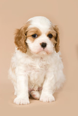 Cavalier King Charles Spaniel Welpe auf beigem Hintergrund