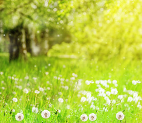 Summer background. A lot of dandelions in the park, the rays of the sun