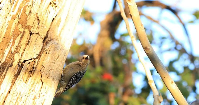 Hoffman's Woodpecker, Melanerpes hoffmannii, in Costa Rica 4K