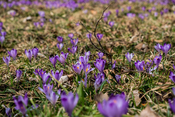 Crocuses