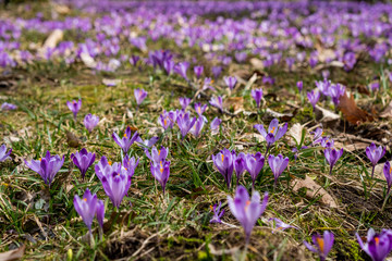 Crocuses
