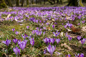 Fototapeta premium Crocuses