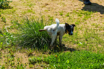 The dog marks the grass. Cute small dog peeing on a grass.