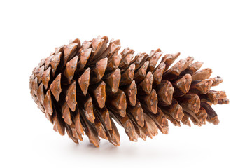 Christmas pine cone on white background.