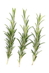Rosemary spice on the white background.
