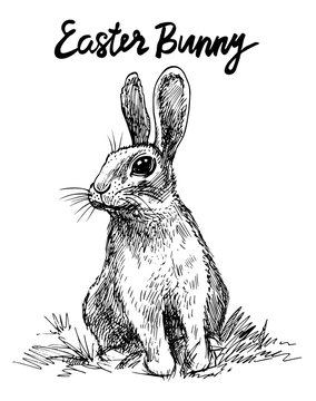 Bunny. Vector hand drawn graphic illustration.