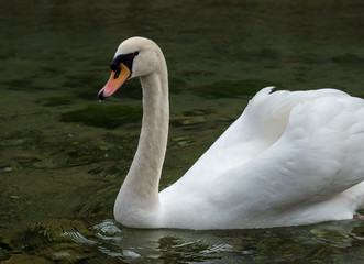 Obraz premium Swan in a lake
