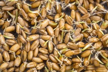 sprouting wheat grain background