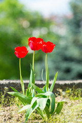 Red beautiful tulips field in spring time with sunlight