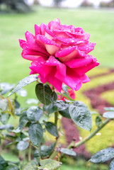 Rose flower in summer garden