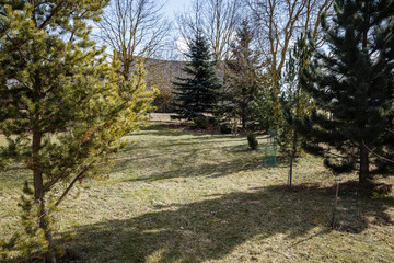 spring day, view of the garden with ornamental conifer trees, old barn visible in the background