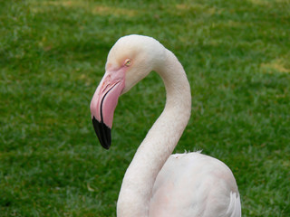 Flamingo no jardim zoológico