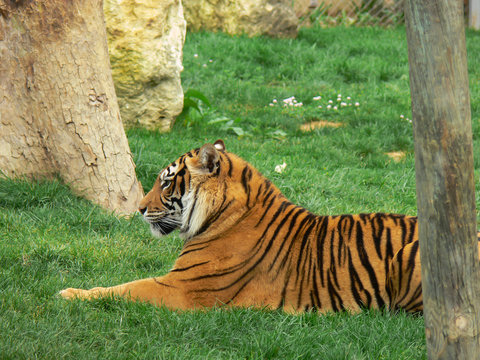 Tigre num jardim zool&oacute;gico
