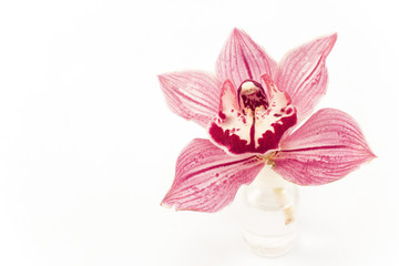 Fototapeta na wymiar Pink Orchid Isolated on White Background