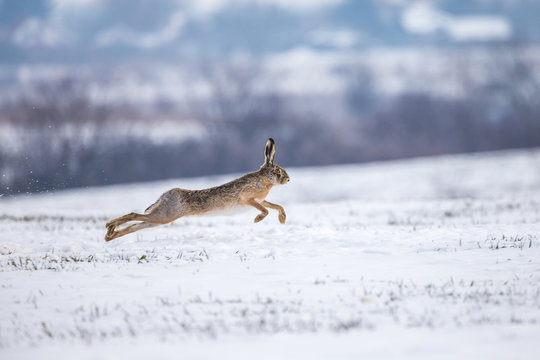 Hare running on snowy field