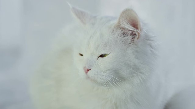 Close-up portrait of very beautiful white cat with beautiful eyes. Shot on RED Cinema Camera.