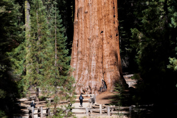 Sequoia Tree, General Sherman