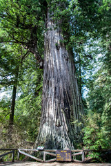 Redwood Giant tree