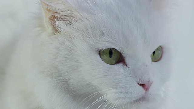 Close-up portrait of very beautiful white cat with beautiful eyes. Shot on RED EPIC Cinema Camera.