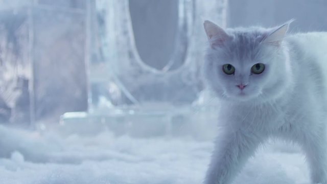 Very beautiful white purebred cat walking on the room with snow and big Ice pieces Shot on RED Cinema Camera.