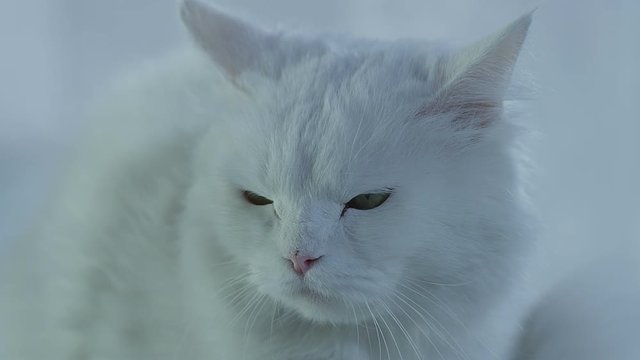Close-up portrait of very beautiful white cat with beautiful eyes. Shot on RED EPIC Cinema Camera.