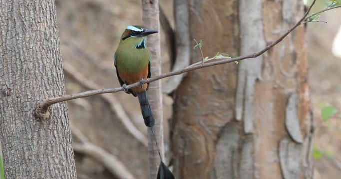 Turquoise-Browed Motmot, Eumomota superciliosa, in Costa Rica 4K