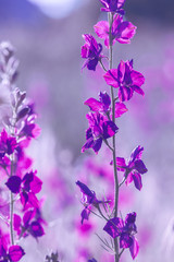 Fototapeta na wymiar purple wild flowers