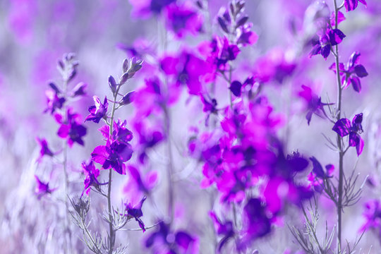 Fototapeta purple wild flowers