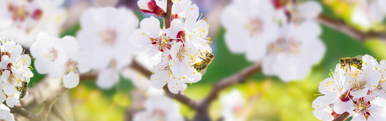 Spring. Bee collects nectar (pollen) from the white flowers of a flowering cherry on a  blurred...