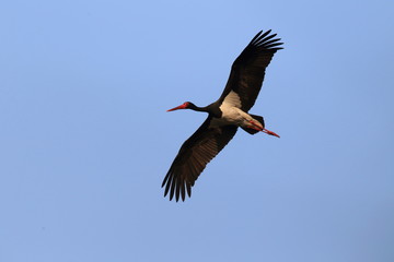 A flying black stork in southern Saxony/Germany