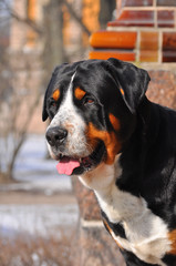 Grosser Schweizer Sennenhund 