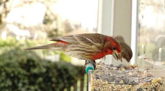 Colorful Orange Male House Finch Perched at Bird Feeder