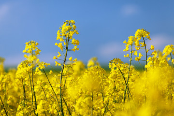 flowering rapeseed canola or colza