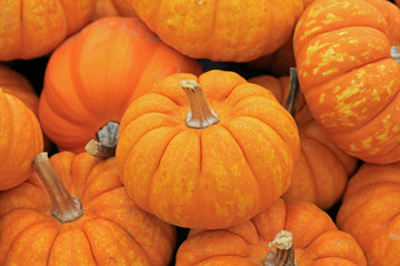 Orange small pumpkins