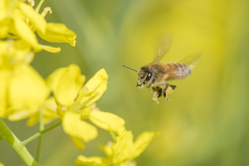Honey bee flying around  canola flower