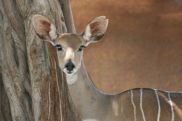 Portrait of antelope kudu © jerzy