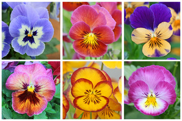 Collage with 6 pansy flowers